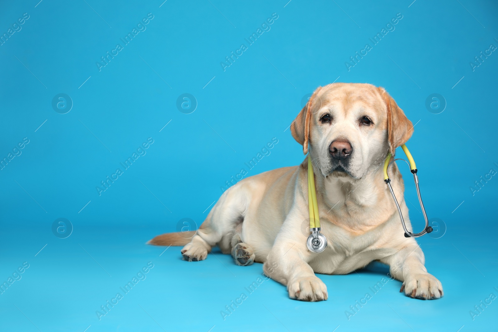 Photo of Cute Labrador dog with stethoscope as veterinarian on light blue background