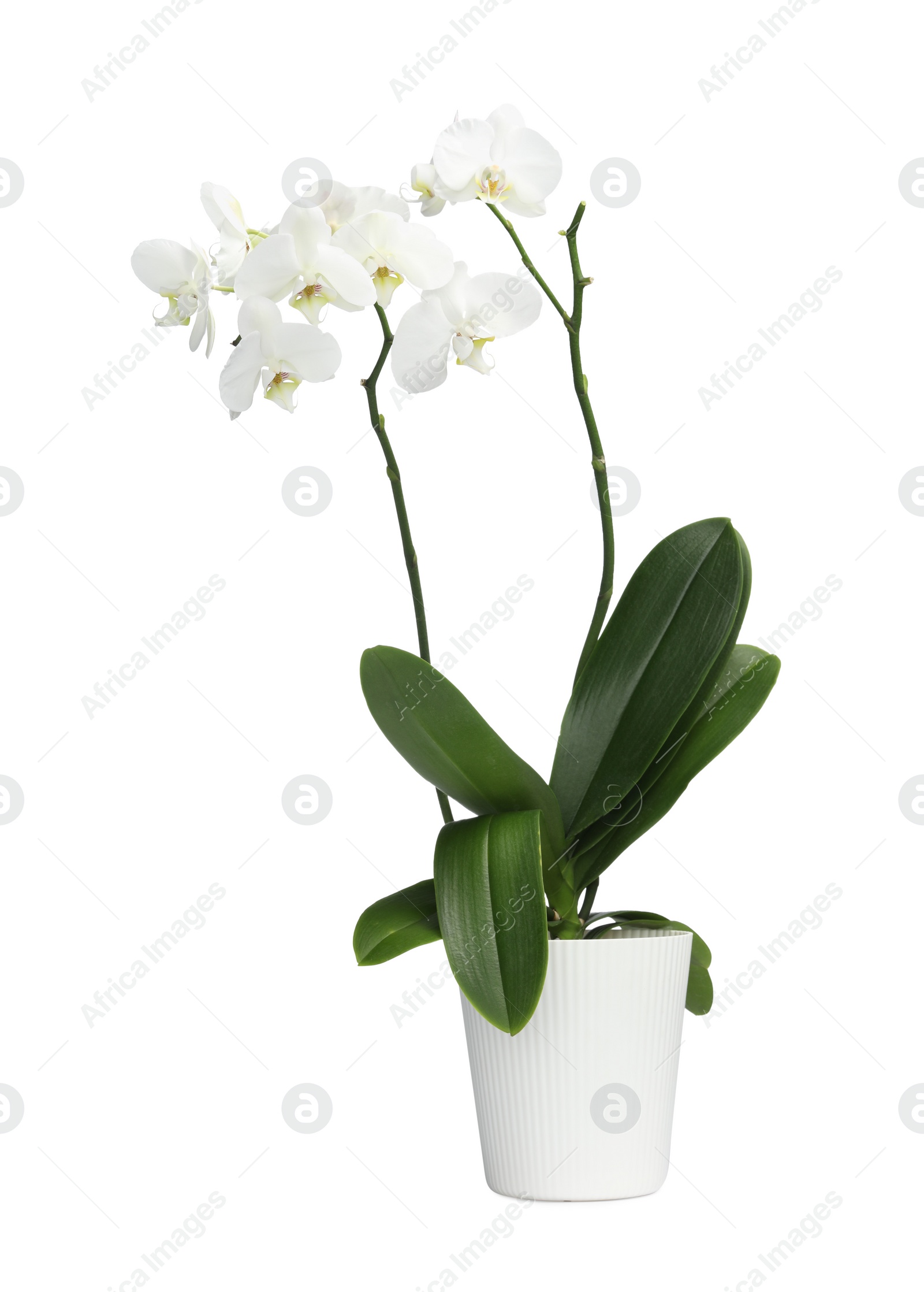 Photo of Blooming orchid flower in pot isolated on white