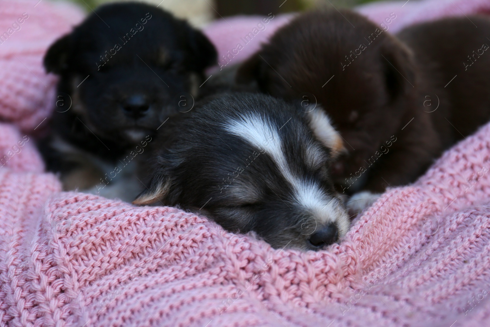 Photo of Cute puppies sleeping on pink knitted blanket, closeup
