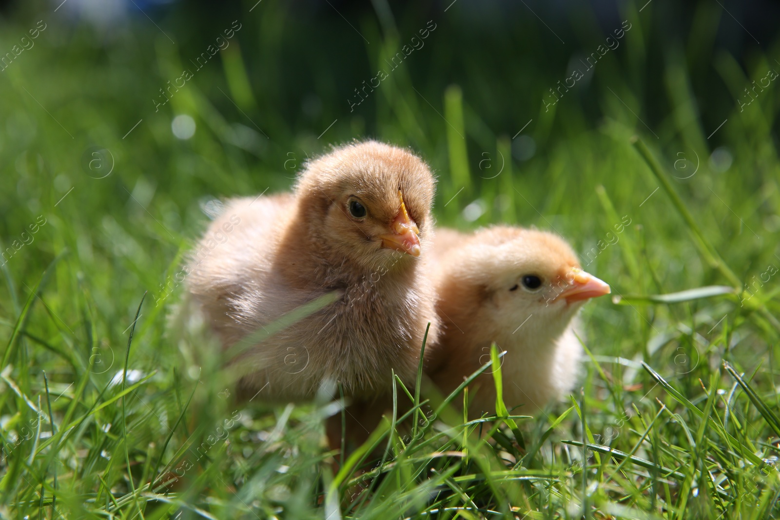 Photo of Cute chicks on green grass outdoors, closeup. Baby animals