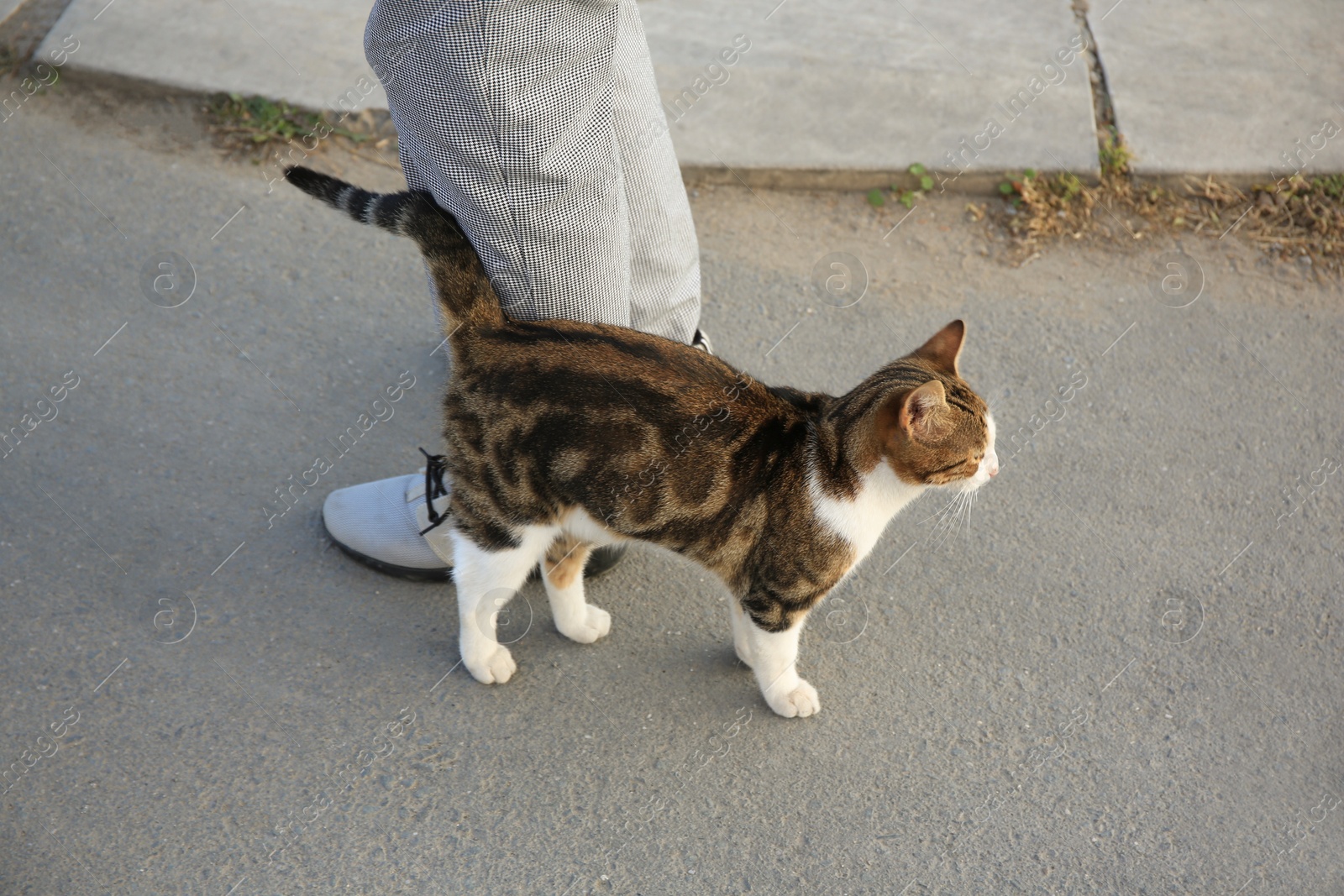 Photo of Cute cat rubbing against woman's legs outdoors. Homeless animal