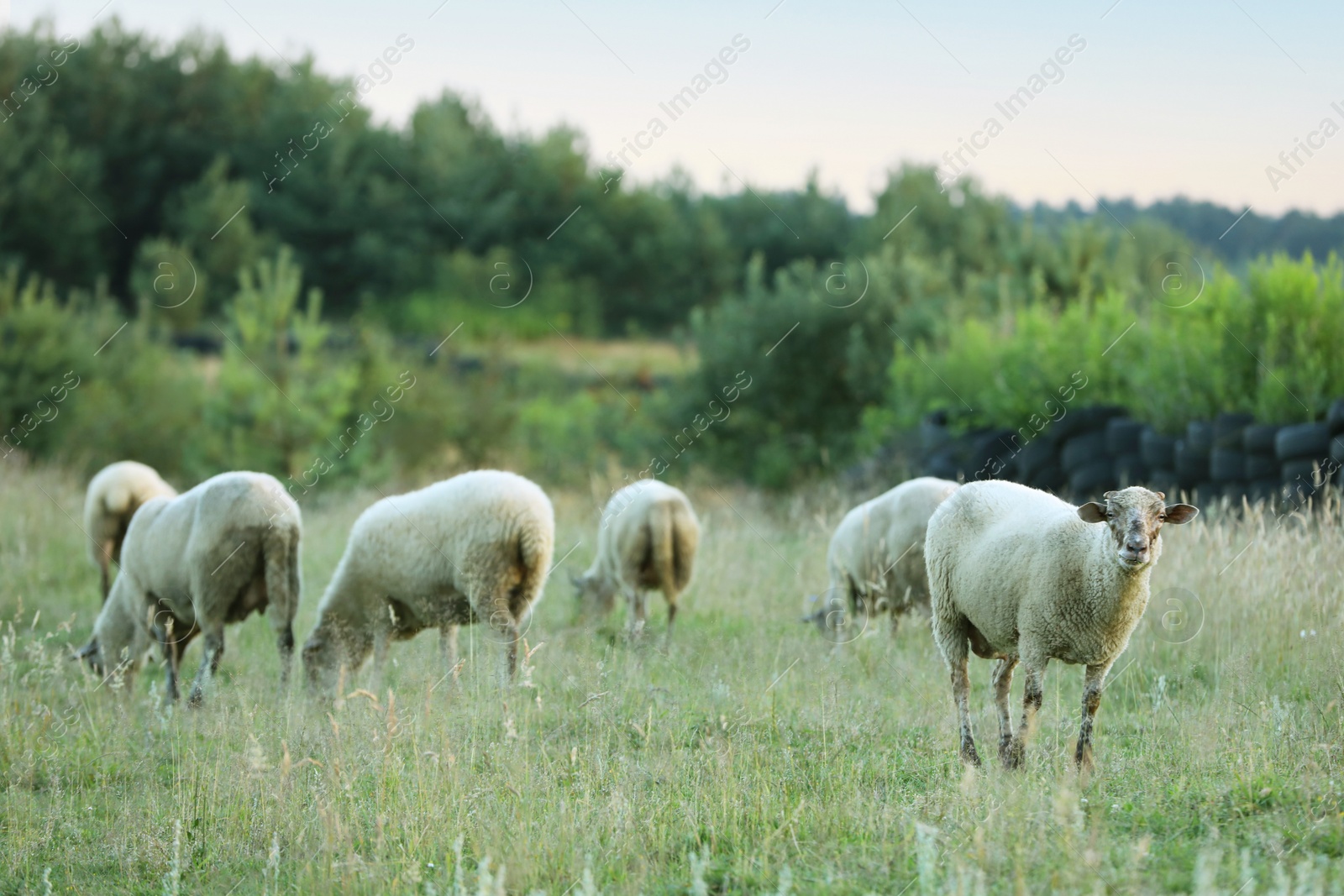 Photo of Many beautiful sheep grazing on pasture. Farm animal