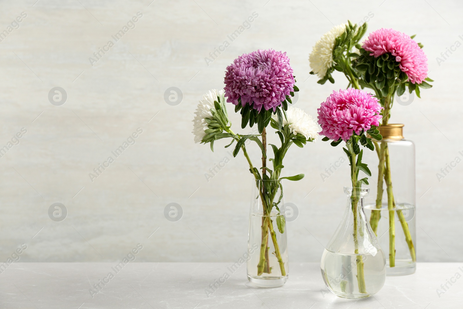 Photo of Beautiful asters in vases on table against white background, space for text. Autumn flowers
