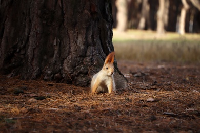 Cute red squirrel near tree in forest