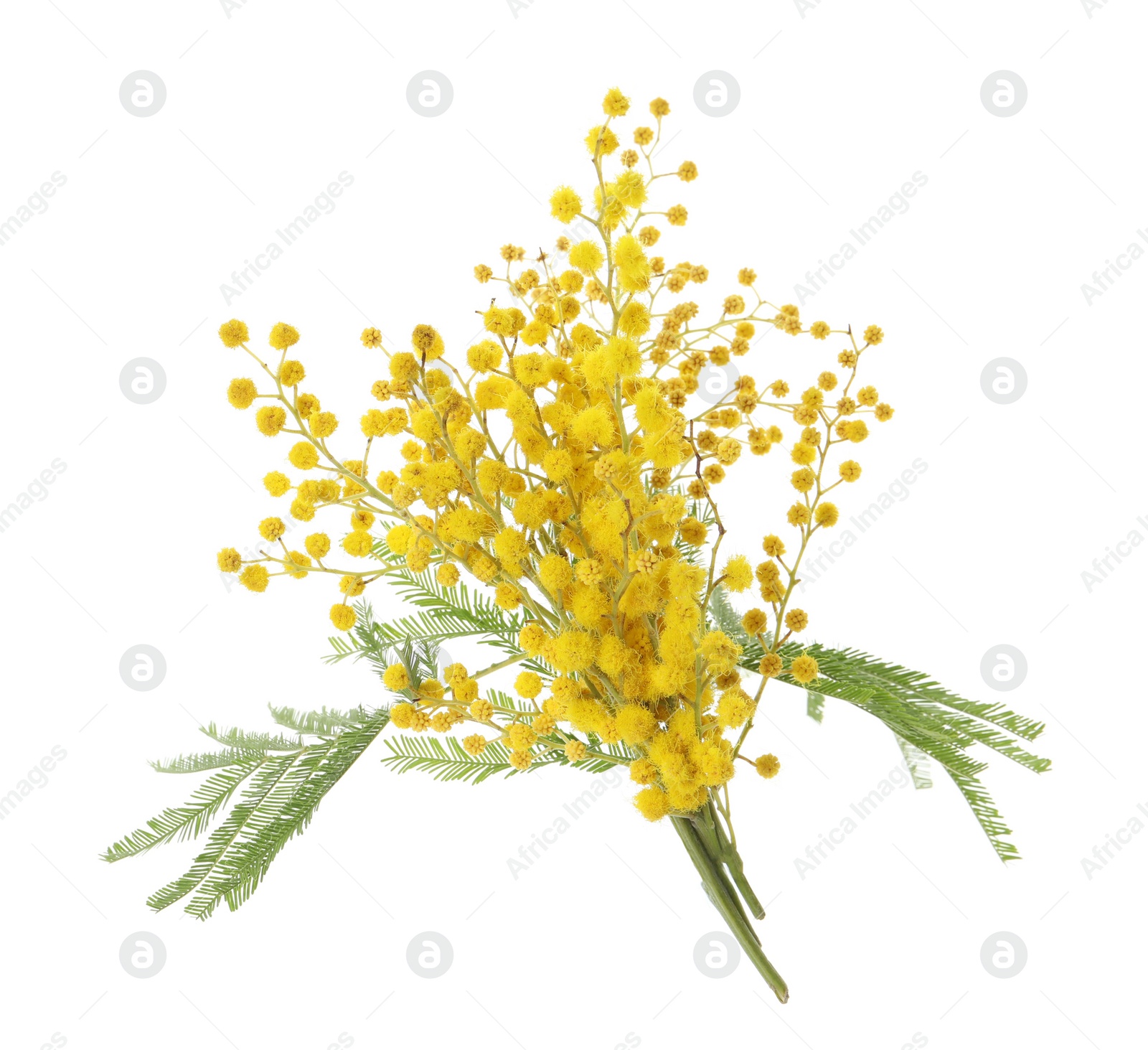 Photo of Beautiful mimosa plant with yellow flowers on white background