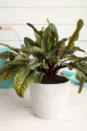 Photo of Potted sorrel plant and gardening tools on white wooden table