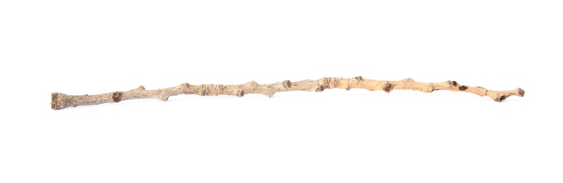 Old dry tree twig isolated on white