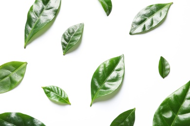 Photo of Fresh green coffee leaves on white background, top view