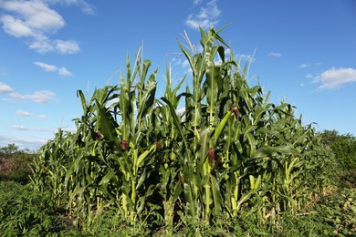 Photo of Beautiful view of corn growing in field