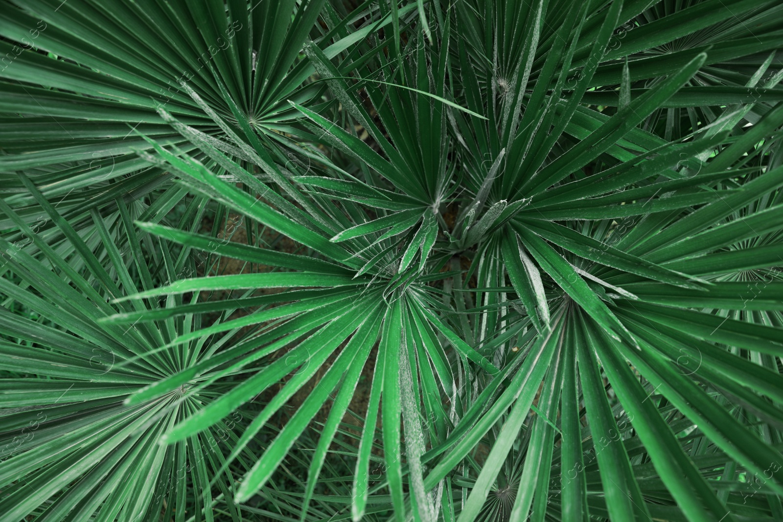 Photo of Beautiful green tropical leaves outdoors, top view