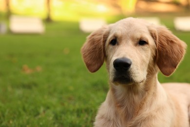 Cute Labrador Retriever puppy in park, space for text