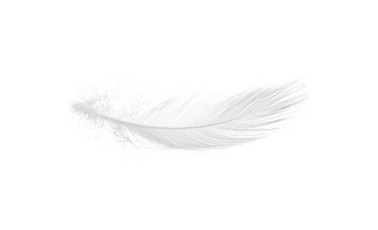 Photo of Beautiful fluffy bird feather isolated on white