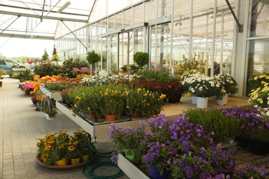 Photo of Many different blooming plants near garden center