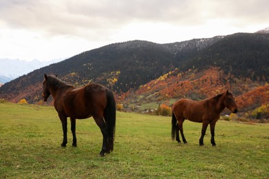 Photo of Brown horses in mountains on sunny day. Beautiful pets