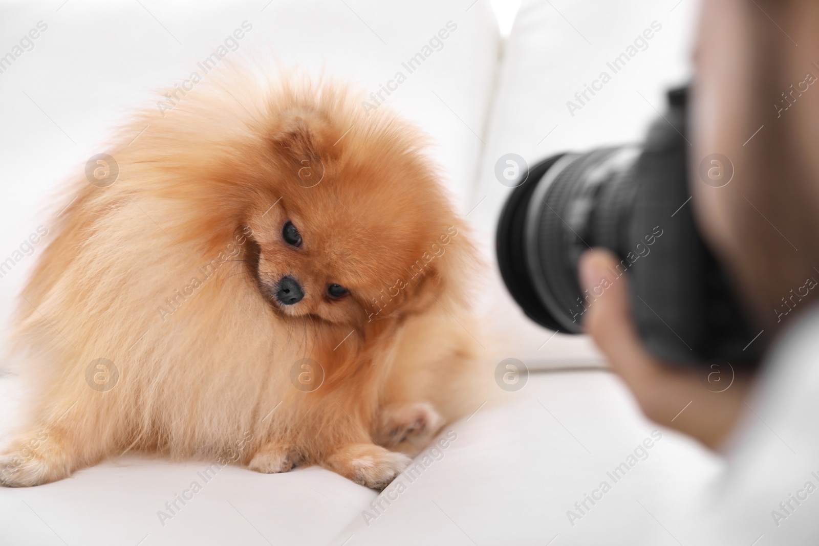 Photo of Professional animal photographer taking picture of beautiful Pomeranian spitz dog indoors, closeup