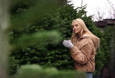 Photo of Woman choosing plants at Christmas tree farm. Space for text