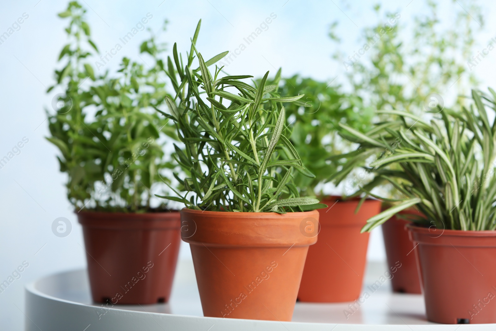 Photo of Pots with fresh rosemary on table against color background