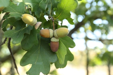 Closeup view of oak with green leaves and acorns outdoors