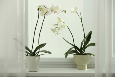 Photo of Blooming white orchid flowers in pot on windowsill