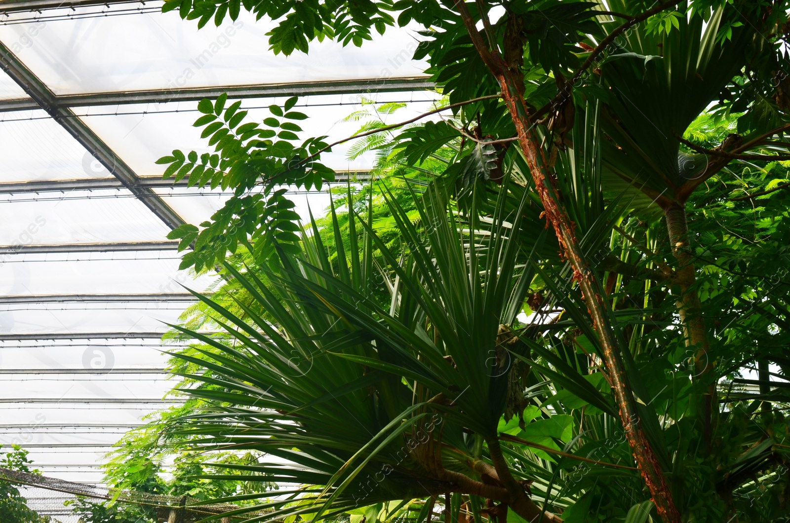 Photo of Many different plants and palm tree in greenhouse