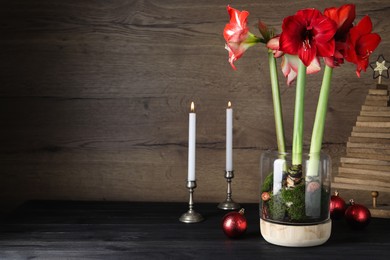 Photo of Beautiful red amaryllis flowers and Christmas decor on black wooden table. Space for text