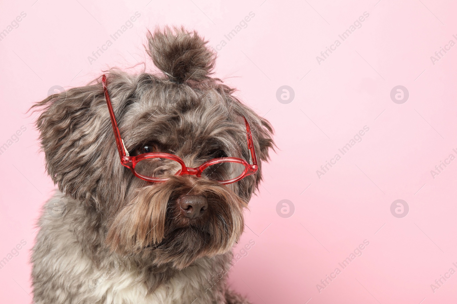 Photo of Cute Maltipoo dog wearing glasses on pink background, space for text. Lovely pet