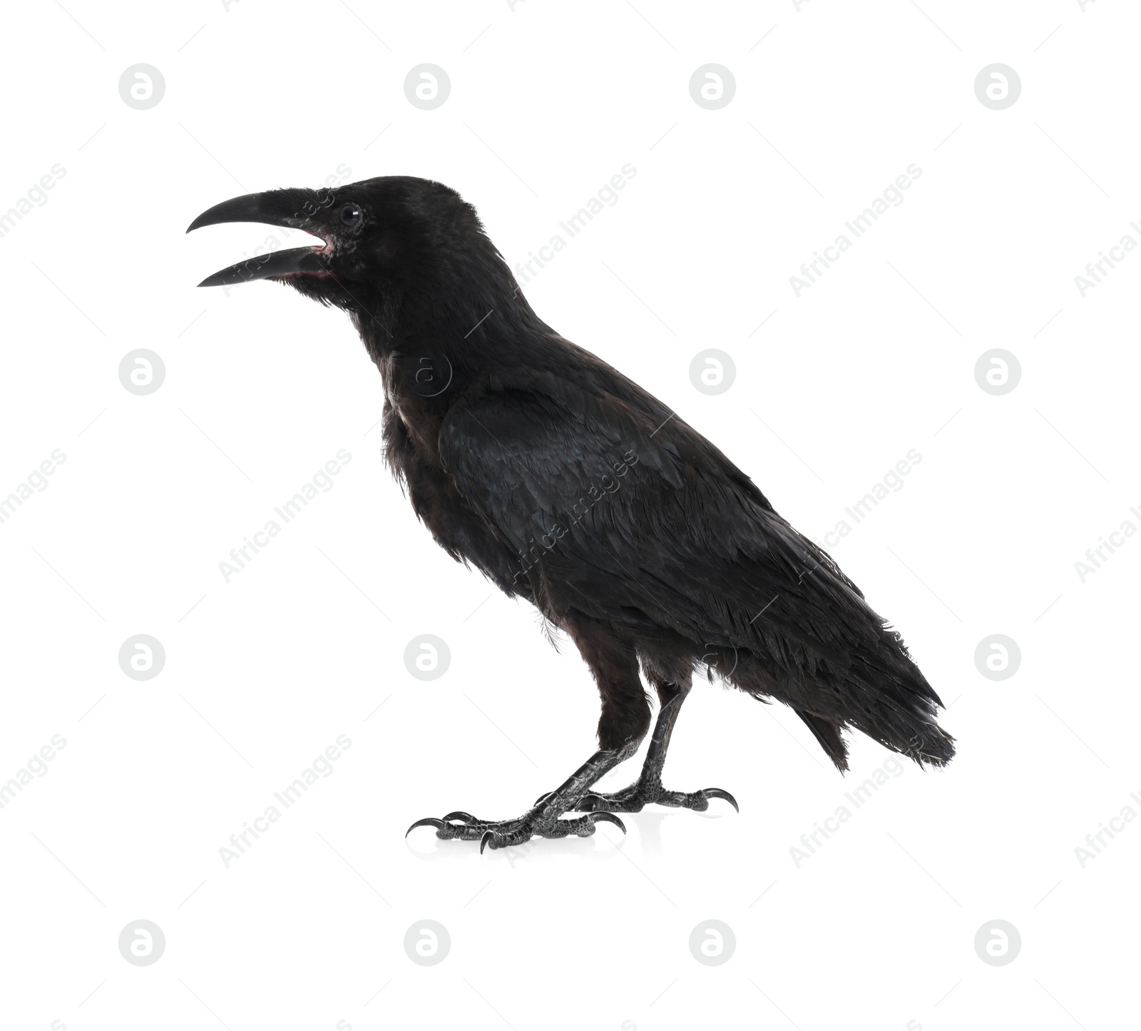 Photo of Beautiful black common raven on white background