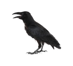 Beautiful black common raven on white background