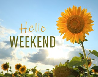 Hello Weekend. Beautiful blooming sunflower in field