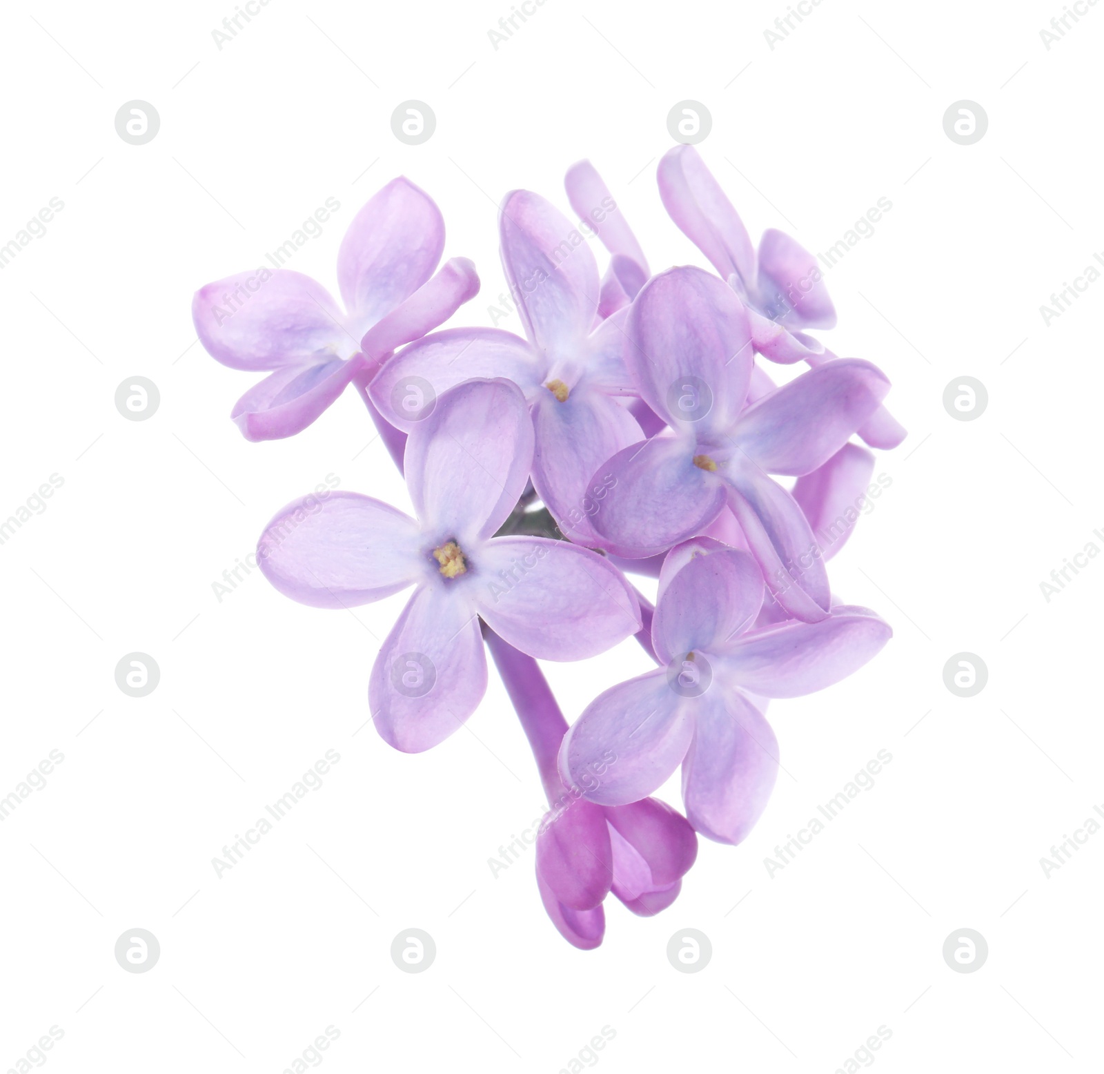 Photo of Beautiful violet lilac blossom isolated on white