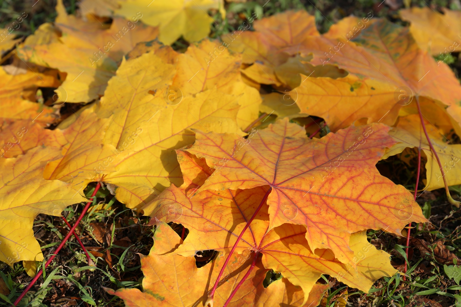 Photo of Beautiful dry leaves on grass outdoors, closeup. Autumn season