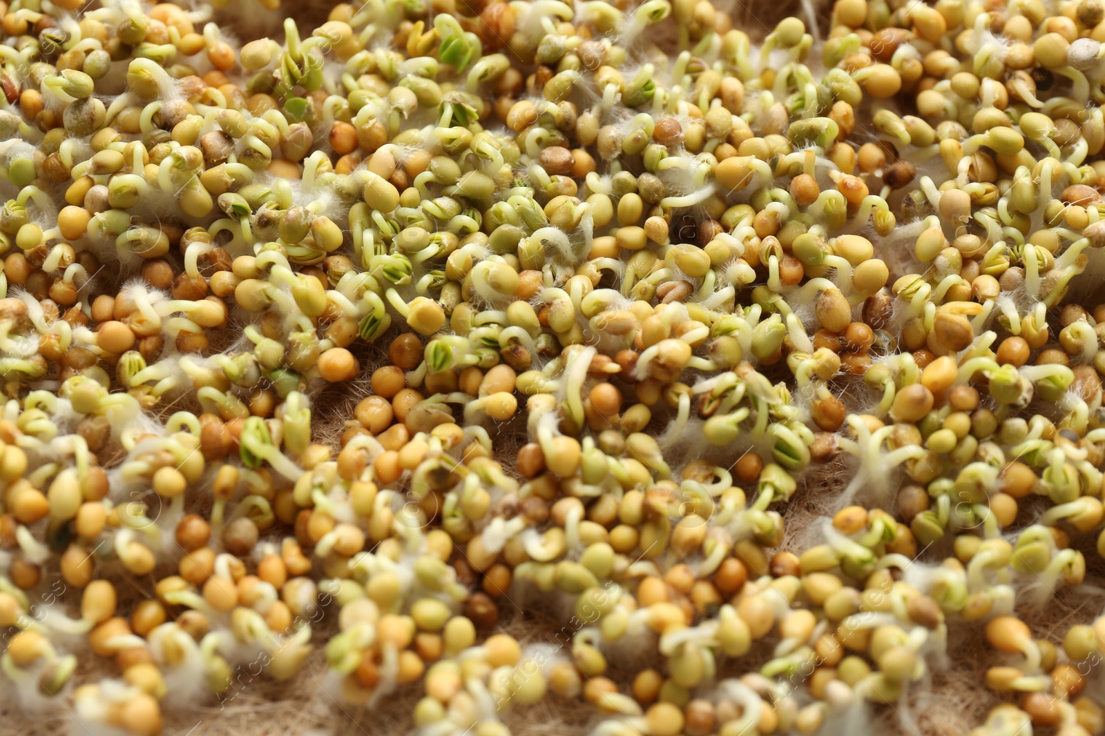 Photo of Growing microgreens. Many sprouted white mustard seeds on mat, closeup