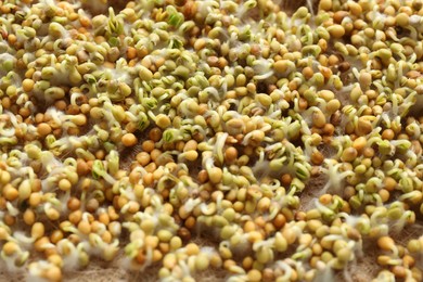 Photo of Growing microgreens. Many sprouted white mustard seeds on mat, closeup