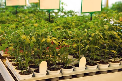 Photo of Pots with green tomato seedlings on table in garden center