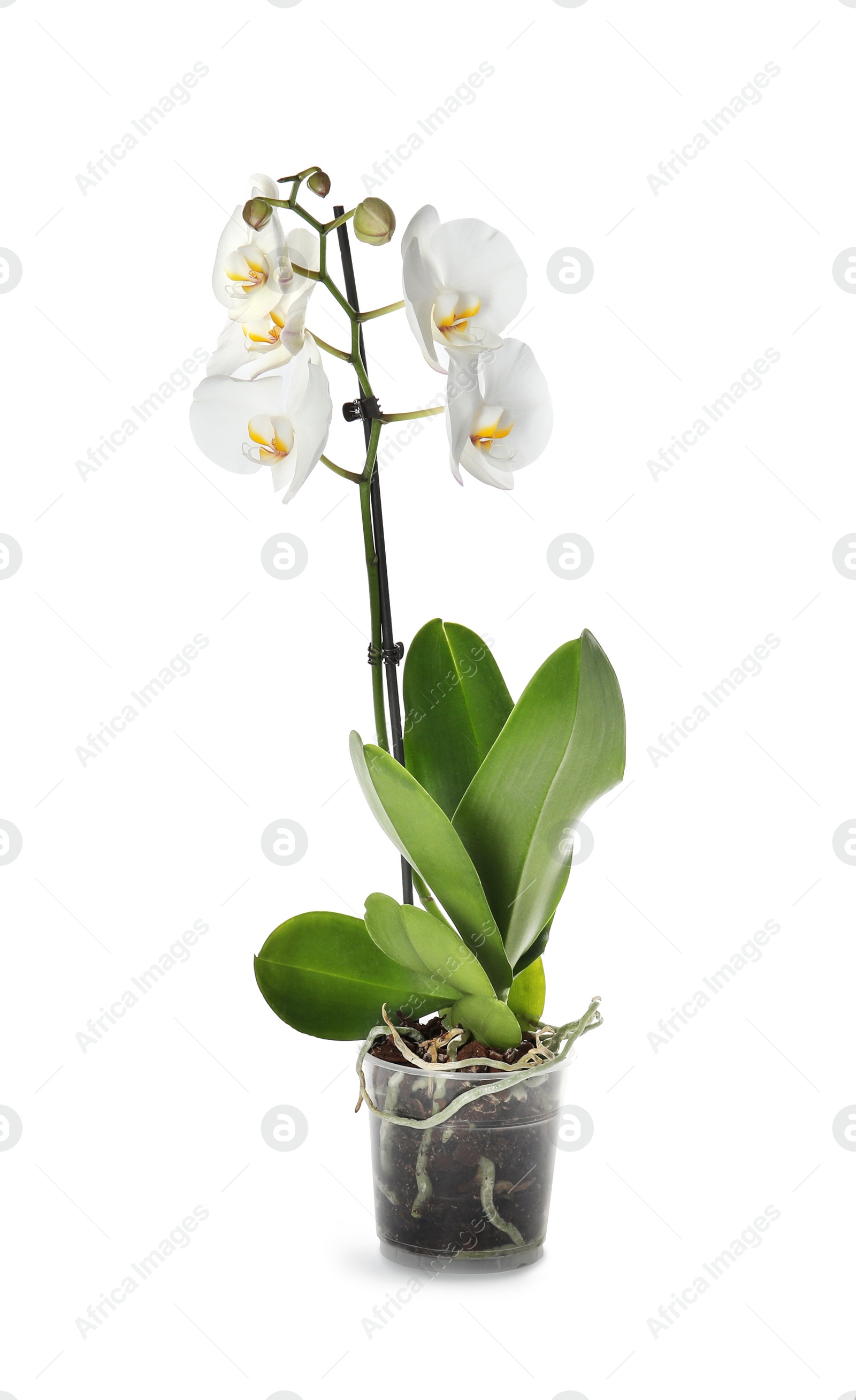 Photo of Beautiful tropical orchid flower in pot on white background