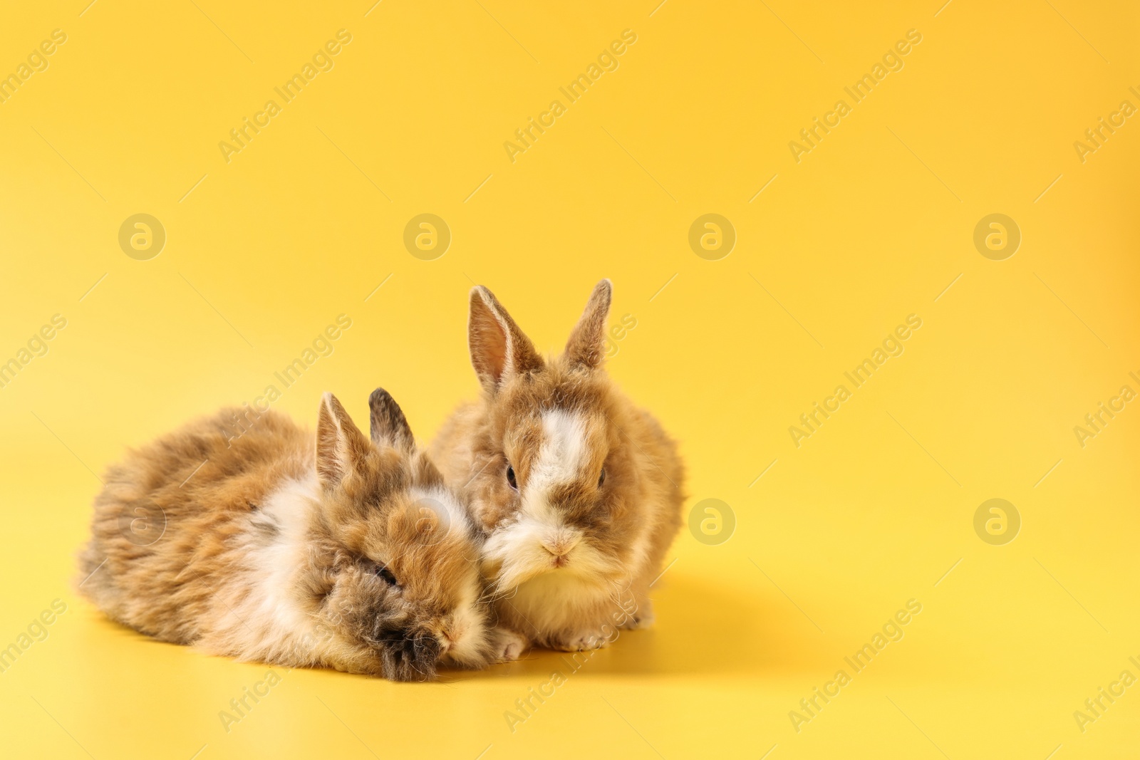 Photo of Cute little rabbits on yellow background. Space for text