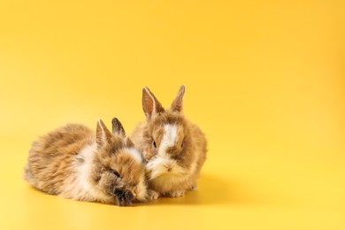 Photo of Cute little rabbits on yellow background. Space for text