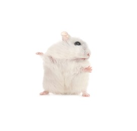 Photo of Cute funny pearl hamster on white background