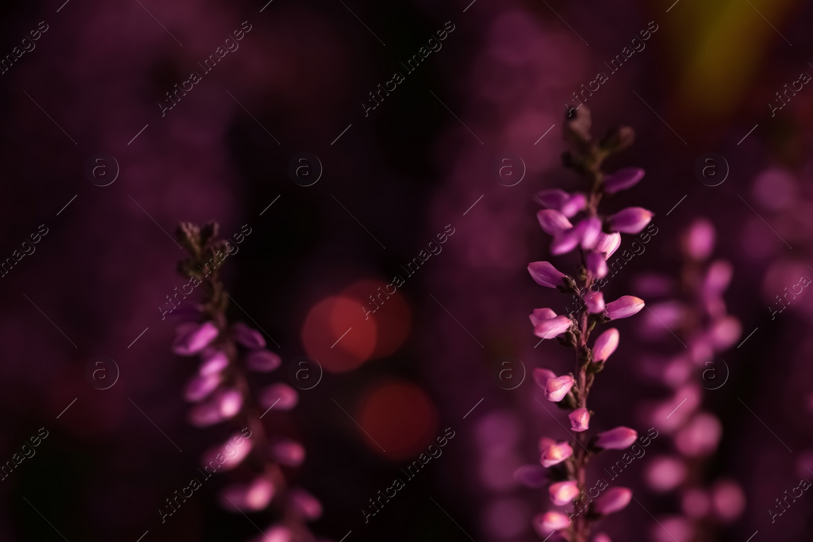 Photo of Heather twig with beautiful flowers on blurred background, closeup