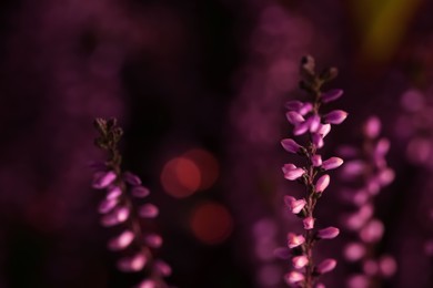 Photo of Heather twig with beautiful flowers on blurred background, closeup