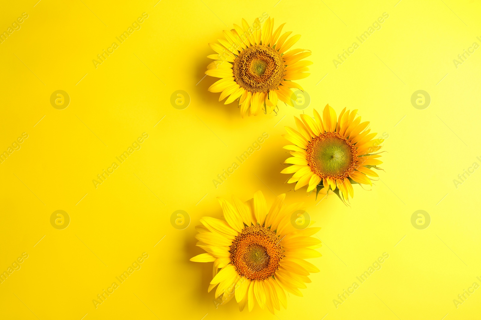Photo of Beautiful bright sunflowers on yellow background, flat lay. Space for text