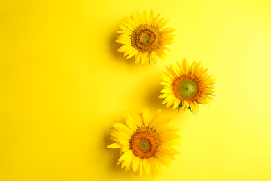 Beautiful bright sunflowers on yellow background, flat lay. Space for text