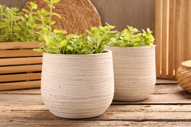 Aromatic oregano growing in pots on wooden table