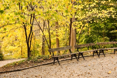 Photo of Beautiful view of park with trees and benches on autumn day