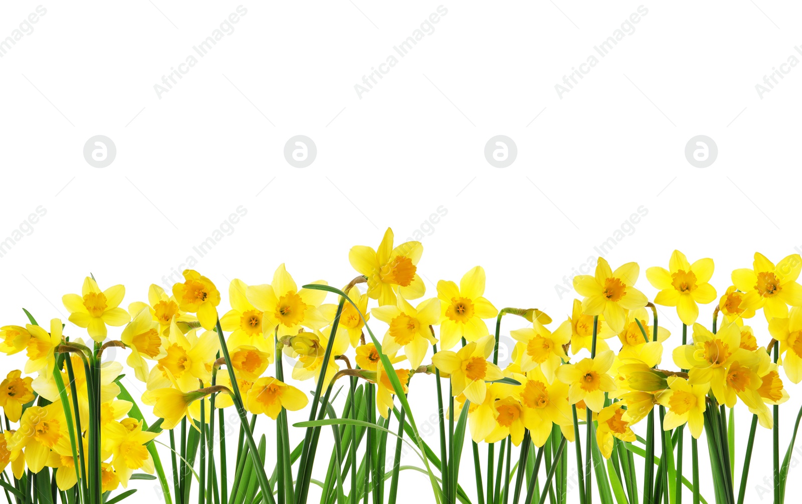 Image of Many beautiful yellow daffodils on white background