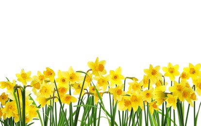 Image of Many beautiful yellow daffodils on white background