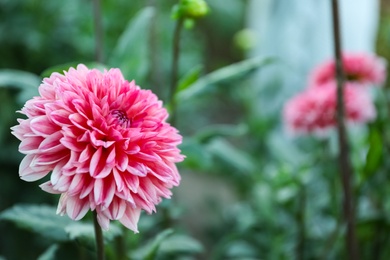 Photo of Beautiful blooming pink dahlia flower in green garden, space for text