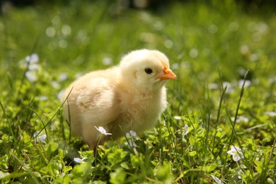 Cute chick on green grass outdoors, closeup. Baby animal