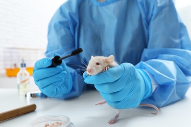Scientist with rat and mascara brush in chemical laboratory, closeup. Animal testing