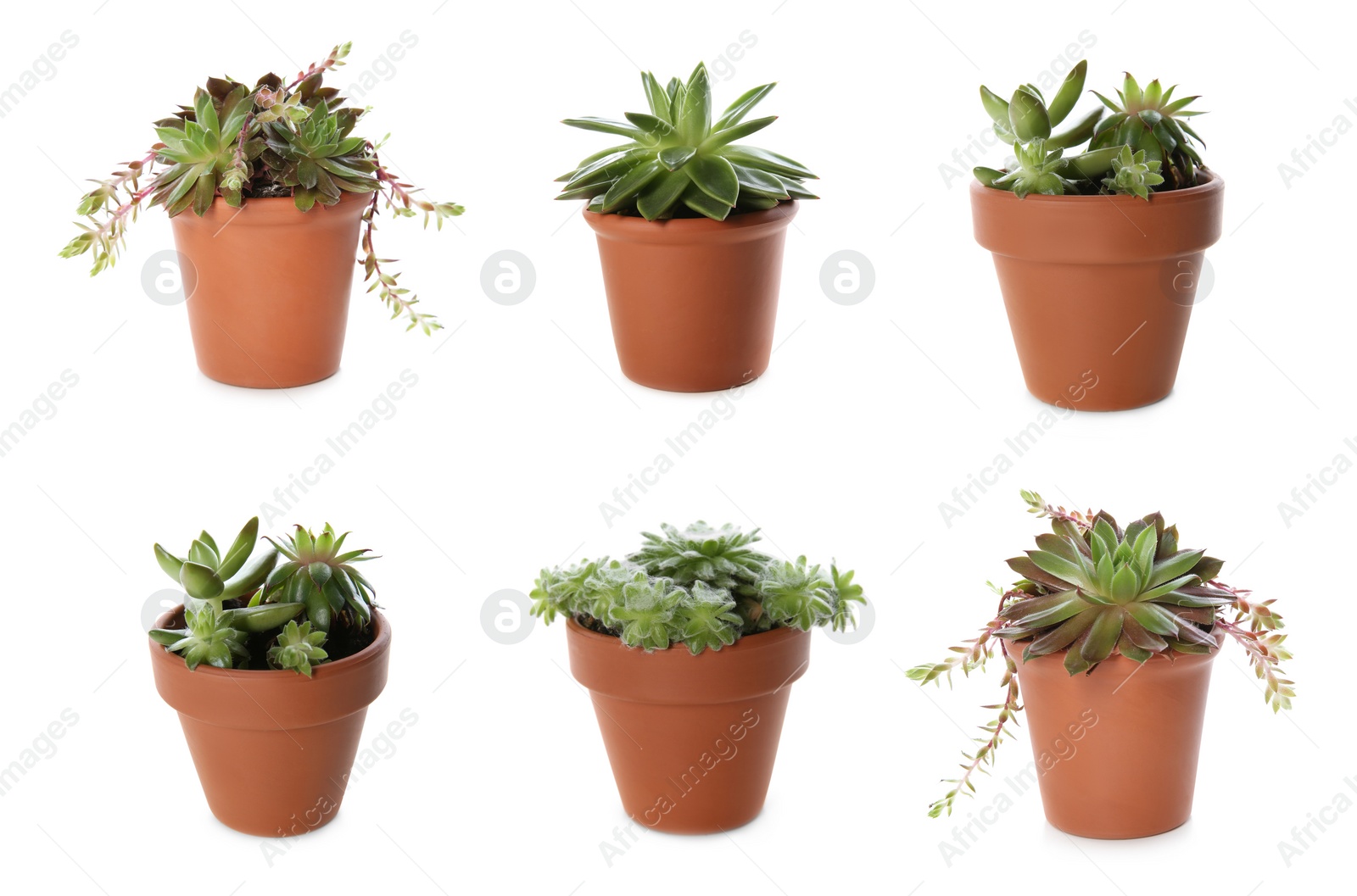 Image of Collage with different succulents on white background